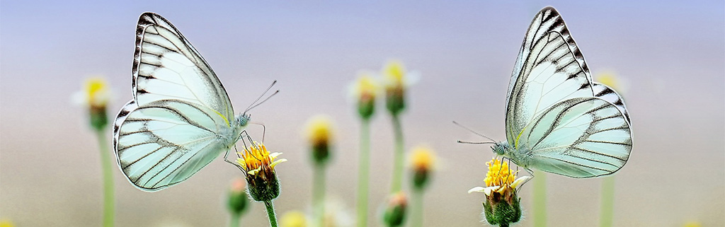 Papillons et fleurs